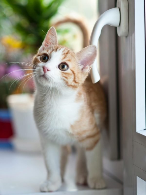 pexels-wojciech-kumpicki-1084687-2071873 pexels-wojciech-kumpicki-1084687-2071873